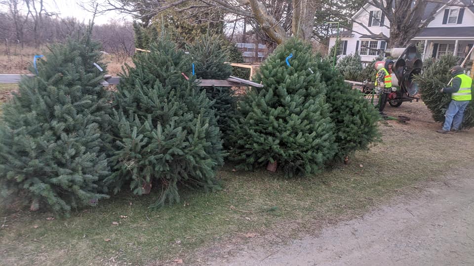 Kolarik Christmas Tree Farm