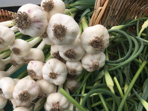 Fresh Vegetables from Leelanau Farmers