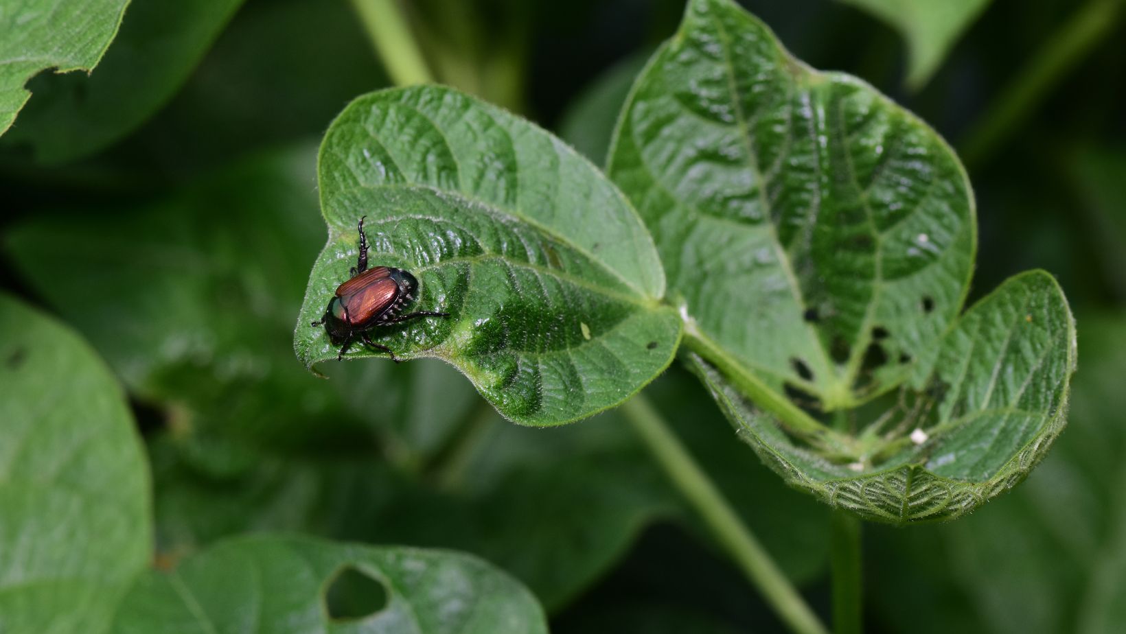 How to Naturally Get Rid of Bugs on Plants